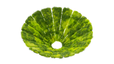A rendering of a flower with a moss texture.