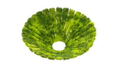A rendering of a flower with a moss texture.