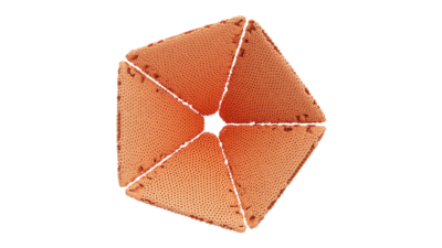 A rendering of a flower with a reef texture.
