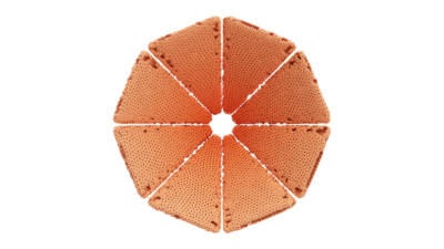 A rendering of a flower with a reef texture.