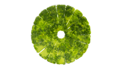 A rendering of a flower with a moss texture.