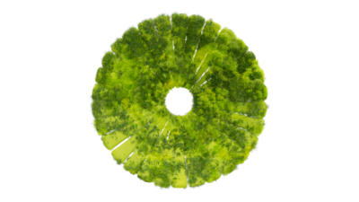 A rendering of a flower with a moss texture.